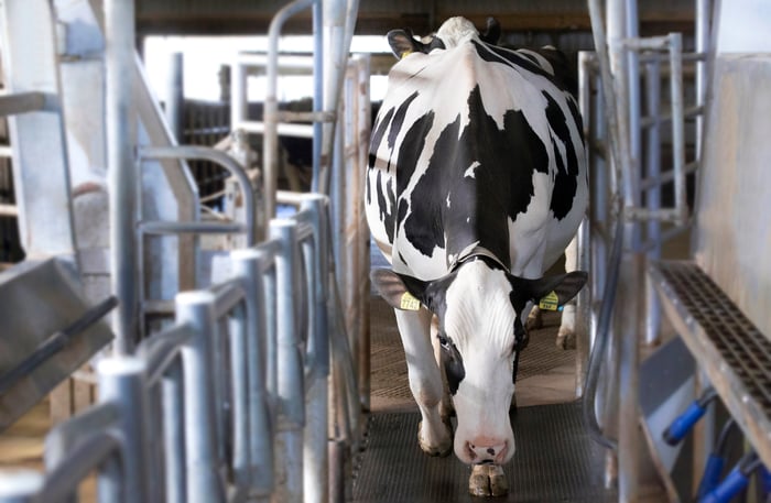 4-EVENT COW