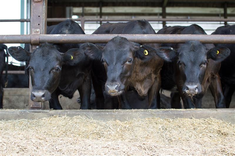 Novedades sobre los toros de carne