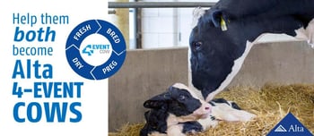 Two Alta 4-EVENT COWS in your maternity pen