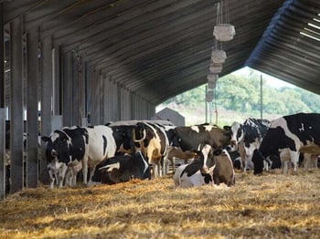 4 Things You Need to Know About Sire Fertility Evaluations