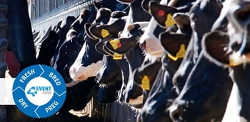 Genetics in the making of an Alta 4-EVENT COW