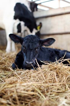 Preparing Your Beef x Dairy Program for an Unpredictable Future
