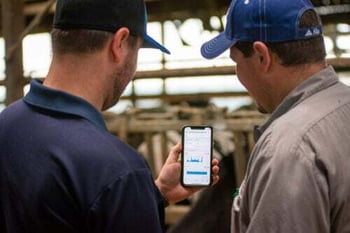 Cattle Heat Stress Monitoring Made Easy