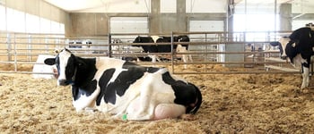 Gestation length added as new trait