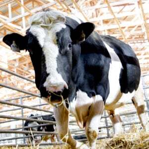 holstein bull