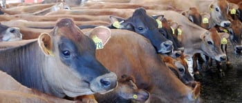 Jersey generation counts and breed purity