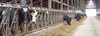 Healthy genetics: the key to healthy cows?