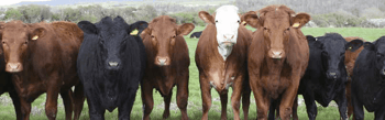Beef x Dairy: Which breed should you choose?