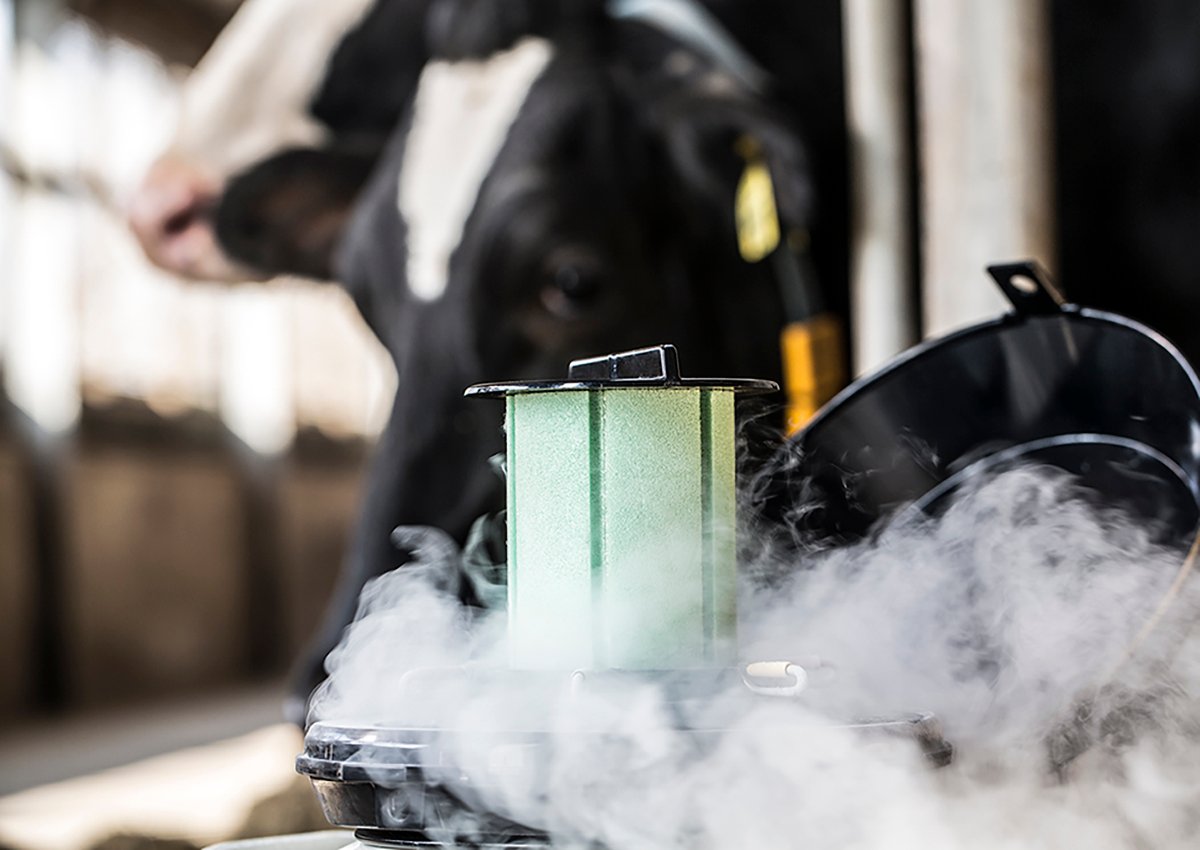 Niebla de nitrógeno con depósito de semen