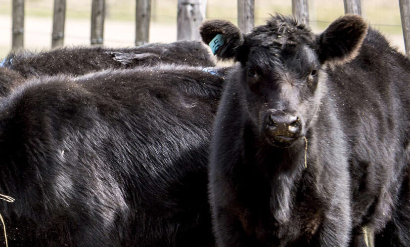 3 questions to help map your Beef on Dairy strategy