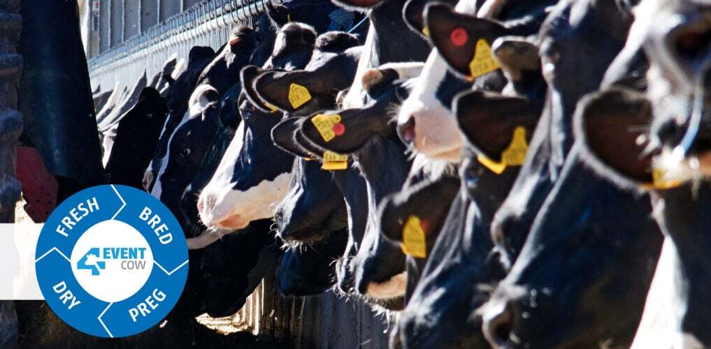 Genetics in the making of an Alta 4-EVENT COW